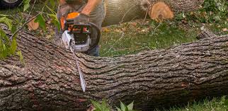  Myrtle Beach, SC Tree Services Pros