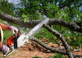 How Our Tree Care Process Works  in  Myrtle Beach, SC